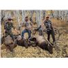 Image 3 : SL24 - COLORADO BULL ELK/BLACK BEAR ARCHERY HUNT FOR 1 HUNTER AND 1 NON-HUNTER