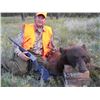Image 8 : SL24 - COLORADO BULL ELK/BLACK BEAR ARCHERY HUNT FOR 1 HUNTER AND 1 NON-HUNTER