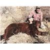 Image 9 : SL24 - COLORADO BULL ELK/BLACK BEAR ARCHERY HUNT FOR 1 HUNTER AND 1 NON-HUNTER