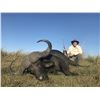 Image 4 : SL28 - NAMIBIAN CAPE BUFFALO SAFARI FOR 1 HUNTER AND 1 NON-HUNTER