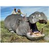 Image 8 : SL28 - NAMIBIAN CAPE BUFFALO SAFARI FOR 1 HUNTER AND 1 NON-HUNTER