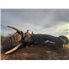 Image 9 : SL28 - NAMIBIAN CAPE BUFFALO SAFARI FOR 1 HUNTER AND 1 NON-HUNTER
