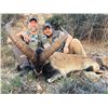 Image 2 : SL32 - SPANISH SOUTHEASTERN IBEX HUNT FOR 2 HUNTERS