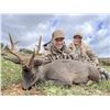 Image 7 : SL32 - SPANISH SOUTHEASTERN IBEX HUNT FOR 2 HUNTERS