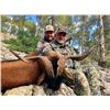 Image 9 : SL32 - SPANISH SOUTHEASTERN IBEX HUNT FOR 2 HUNTERS