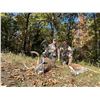 Image 5 : SL33 - MISSOURI ARCHERY WHITETAIL HUNT FOR 2 HUNTERS