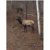 Image 7 : SL39 - MICHIGAN WHITETAIL DEER HUNT 2 HUNTERS