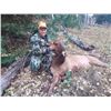 Image 3 : SL40 - COLORADO COW ELK/COYOTE RIFLE HUNT FOR 3 HUNTER