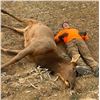 Image 5 : SL40 - COLORADO COW ELK/COYOTE RIFLE HUNT FOR 3 HUNTER