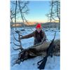 Image 6 : SL40 - COLORADO COW ELK/COYOTE RIFLE HUNT FOR 3 HUNTER