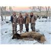 Image 7 : SL40 - COLORADO COW ELK/COYOTE RIFLE HUNT FOR 3 HUNTER