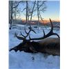 Image 8 : SL40 - COLORADO COW ELK/COYOTE RIFLE HUNT FOR 3 HUNTER
