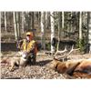Image 9 : SL40 - COLORADO COW ELK/COYOTE RIFLE HUNT FOR 3 HUNTER