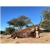 Image 5 : SL41 - SOUTH AFRICAN PLAINS GAME SAFARI FOR 1 HUNTER AND 1 NON-HUNTER