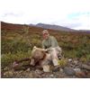 Image 12 : SL42 - ALASKAN GRIZZLY BEAR HUNT FOR 1 HUNTER