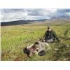 Image 8 : SL42 - ALASKAN GRIZZLY BEAR HUNT FOR 1 HUNTER