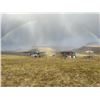 Image 9 : SL42 - ALASKAN GRIZZLY BEAR HUNT FOR 1 HUNTER