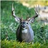 Image 3 : SL43 - NORTHERN WISCONSIN WHITETAIL HUNT FOR 1 HUNTER