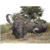 Image 6 : SL44 - ARGENTINA BIG GAME SAFARI FOR 2 HUNTERS