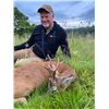 Image 3 : SL45 - SCOTTISH ROE DEER HUNT FOR 1 HUNTER