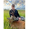 Image 5 : SL45 - SCOTTISH ROE DEER HUNT FOR 1 HUNTER