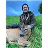 Image 6 : SL45 - SCOTTISH ROE DEER HUNT FOR 1 HUNTER