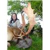 Image 7 : SL45 - SCOTTISH ROE DEER HUNT FOR 1 HUNTER