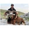Image 10 : SL47 - SPANISH PYRENEAN CHAMOIS HUNT FOR 2 HUNTERS and 2 NON-HUNTERS