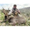 Image 4 : SL47 - SPANISH PYRENEAN CHAMOIS HUNT FOR 2 HUNTERS and 2 NON-HUNTERS