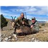 Image 8 : SL47 - SPANISH PYRENEAN CHAMOIS HUNT FOR 2 HUNTERS and 2 NON-HUNTERS