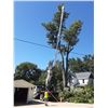 Image 3 : SL48 – 1 FULL DAY OF TREE CARE
