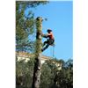 Image 4 : SL48 – 1 FULL DAY OF TREE CARE