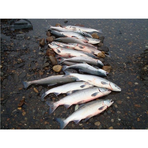 2026/2027 GUIDED ALASKA FISHING FOR ONE ANGLER (ACCOMPANIED BY A PAYING ANGLER)