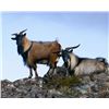 Image 10 : NEW ZEALAND HUNT FOR TWO HUNTERS IN PURSUIT OF RED STAG, GOAT AND RAM IN 2026, 2027 OR 2028