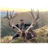 Image 11 : NEW ZEALAND HUNT FOR TWO HUNTERS IN PURSUIT OF RED STAG, GOAT AND RAM IN 2026, 2027 OR 2028