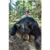 Image 1 : 6-DAY ALBERTA BLACK BEAR/WOLF HUNT FOR ONE HUNTER