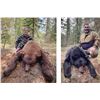 Image 5 : 6-DAY ALBERTA BLACK BEAR/WOLF HUNT FOR ONE HUNTER