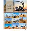 Image 15 : 2026/2027 AFRICAN CAPE BUFFALO HOOK & BARREL SAFARI FOR 2 HUNTERS & 2 OBSERVERS