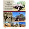 Image 3 : 2026/2027 AFRICAN CAPE BUFFALO HOOK & BARREL SAFARI FOR 2 HUNTERS & 2 OBSERVERS