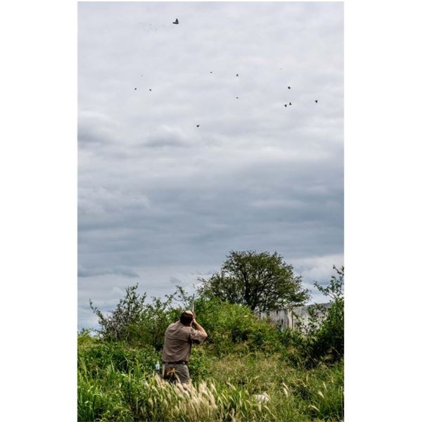 4 DAY/3 NIGHT (6 HUNTS) ARGENTINA HIGH VOLUME DOVE HUNT FOR 4 HUNTERS