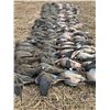 Image 2 : 4 DAY/3 NIGHT (6 HUNTS) ARGENTINA HIGH VOLUME DOVE HUNT FOR 4 HUNTERS