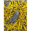 Image 3 : 4 DAY/3 NIGHT (6 HUNTS) ARGENTINA HIGH VOLUME DOVE HUNT FOR 4 HUNTERS