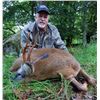 Image 2 : SCOTLAND SPRING ROE DEER HUNT FOR ONE HUNTER INCLUDES 2 BUCKS