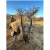 Image 12 : 7 DAY NAMIBIA HUNT FOR 1 HUNTER AND 1 OBSERVER, INCLUDES 1 LARGE ANIMAL AND 1  SMALL ANIMAL