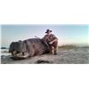 Image 2 : 7 DAY CAPRIVI, NAMIBIA SAFARI - INCLUDES ONE NON-EXPORTABLE/NON-TROPHY HIPPO