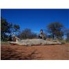 Image 16 : 7 DAY DANGEROUS GAME HUNT FOR 2 HUNTERS, INCLUDES TROPHY FEE FOR ONE CAPE BUFFALO