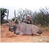 Image 17 : 7 DAY DANGEROUS GAME HUNT FOR 2 HUNTERS, INCLUDES TROPHY FEE FOR ONE CAPE BUFFALO