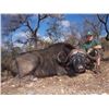 Image 1 : 7 DAY DANGEROUS GAME HUNT FOR 2 HUNTERS, INCLUDES TROPHY FEE FOR ONE CAPE BUFFALO