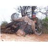 Image 2 : 7 DAY DANGEROUS GAME HUNT FOR 2 HUNTERS, INCLUDES TROPHY FEE FOR ONE CAPE BUFFALO