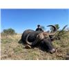 Image 3 : 7 DAY DANGEROUS GAME HUNT FOR 2 HUNTERS, INCLUDES TROPHY FEE FOR ONE CAPE BUFFALO
